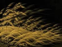 Xùn (巽) — The Gentle